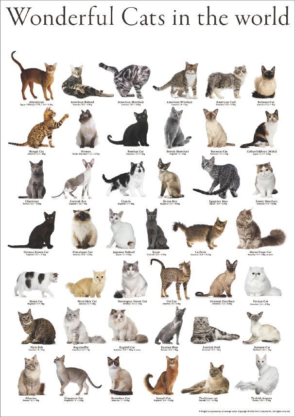 Dogs & Cats Poster