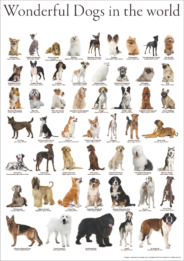 Dogs & Cats Poster